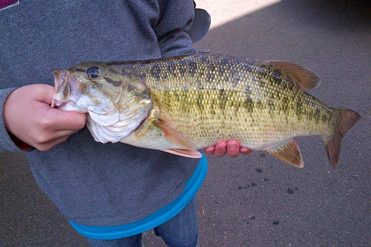 Alabama Bass