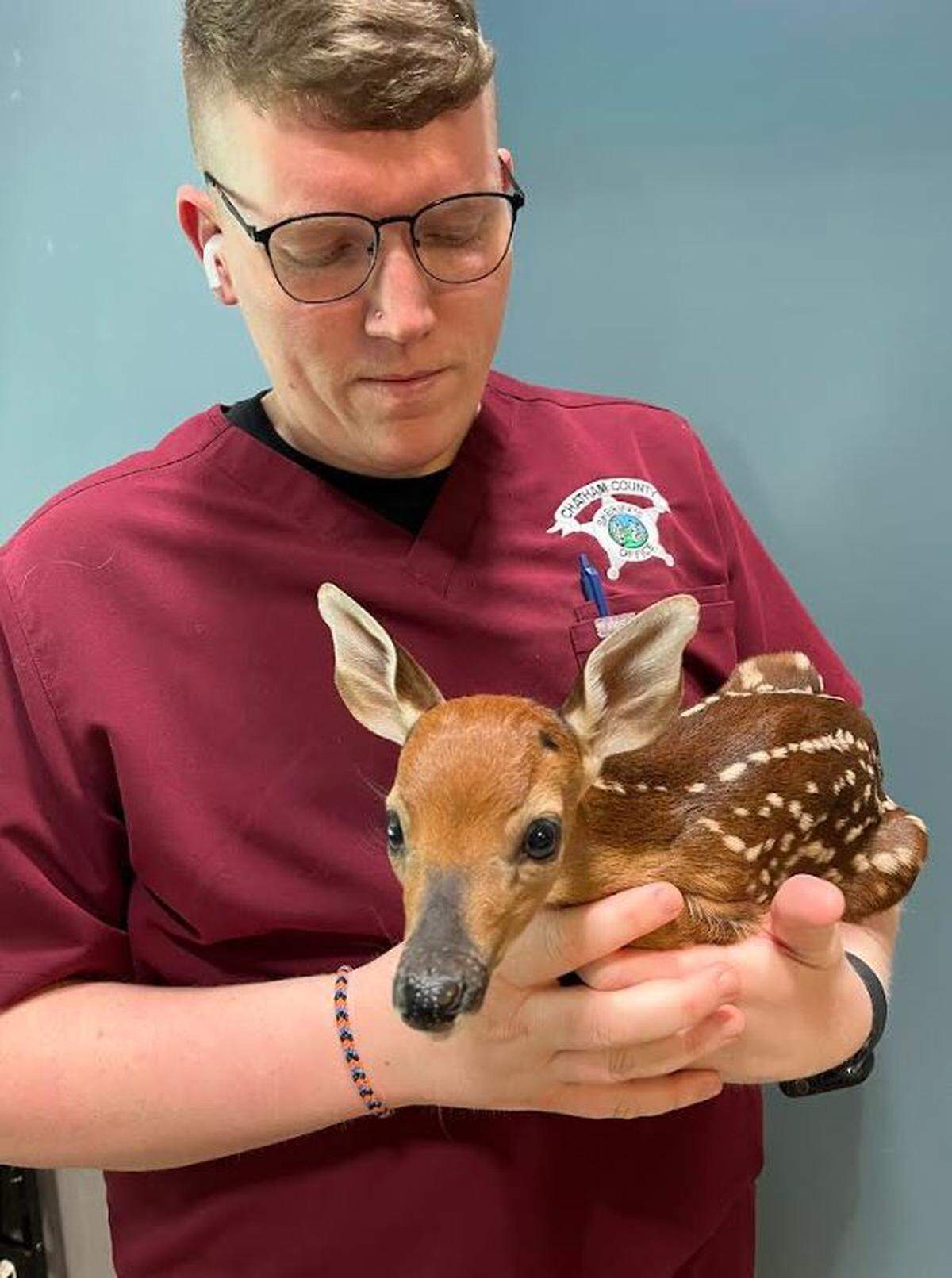 A Chatham County employee found a tiny fawn just outside their office building in Pittsboro on Friday, May 31, 2024, and called the Chatham Sheriff’s Animal Resource Center for help.