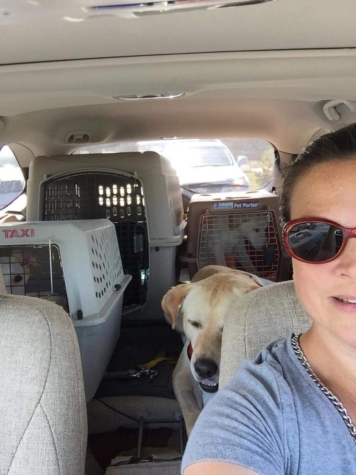 Linda Nabinger, a volunteer for Peak Lab Rescue in Apex, takes a selfie in her car on Sept. 10 after picking up dogs from shelters in eastern North Carolina.