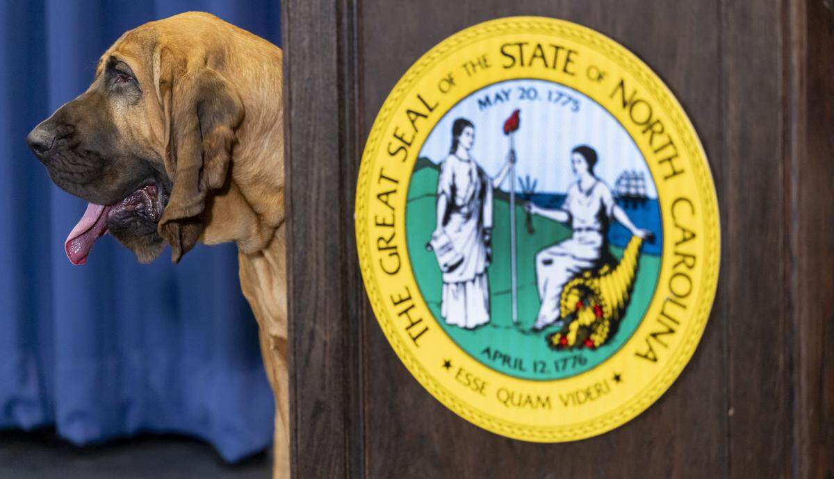 Bo, a K-9 bloodhound for the Gastonia Police Department stands beside the dais, as he is honored by North Carolina Governor Josh Stein for his heroic actions that helped save a teenager with special needs during a snowstorm earlier this year. Bo’s partner Sgt. David Rowland was presented the Order of the Long Leaf Pine, and Bo was awarded a Certificate of Pup-preciation.