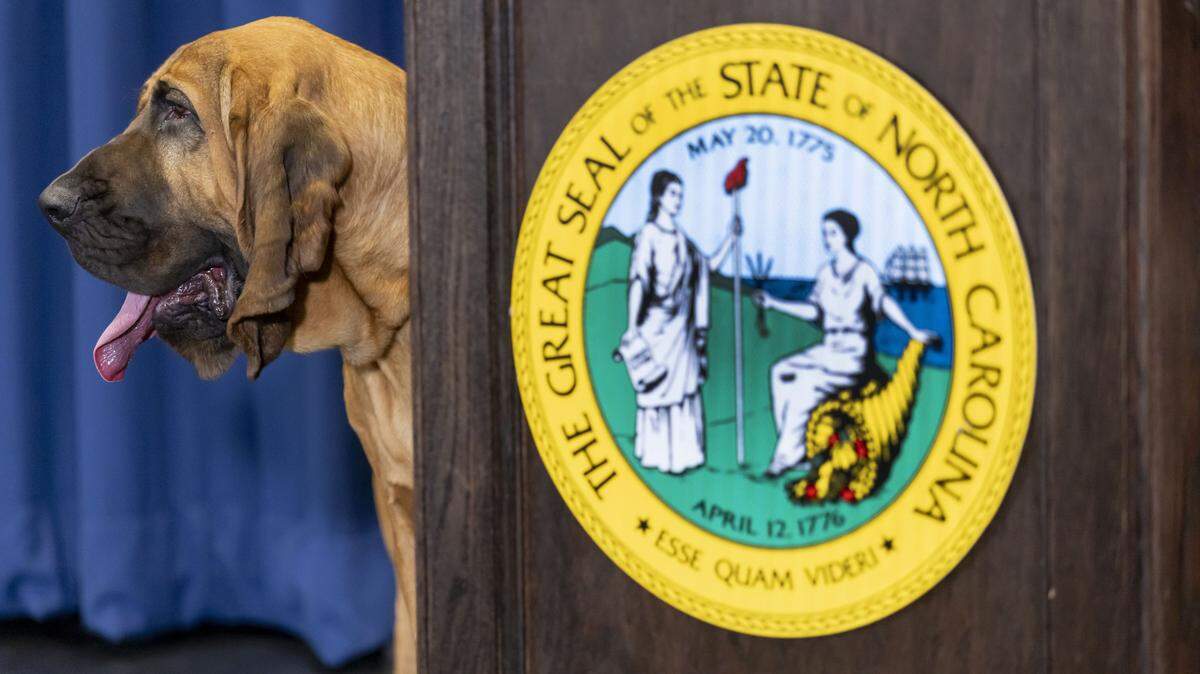 Bo, a K-9 bloodhound for the Gastonia Police Department stands beside the dais, as he is honored by North Carolina Governor Josh Stein for his heroic actions that helped save a teenager with special needs during a snowstorm earlier this year. Bo’s partner Sgt. David Rowland was presented the Order of the Long Leaf Pine, and Bo was awarded a Certificate of Pup-preciation.
