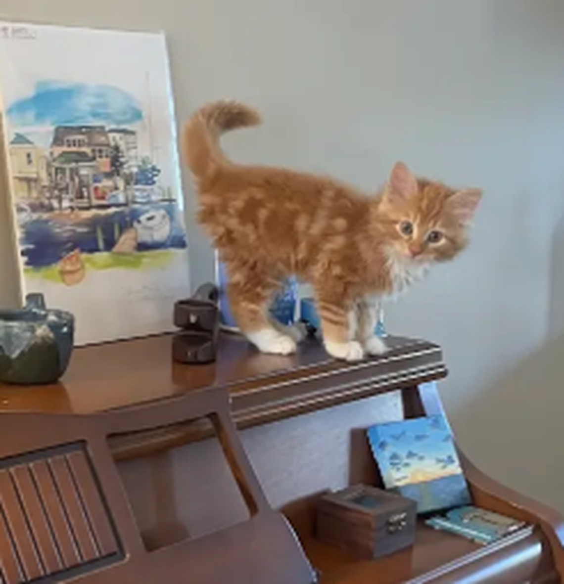 Chili, one of the finalists in the News & Observer’s cutest cat contest.