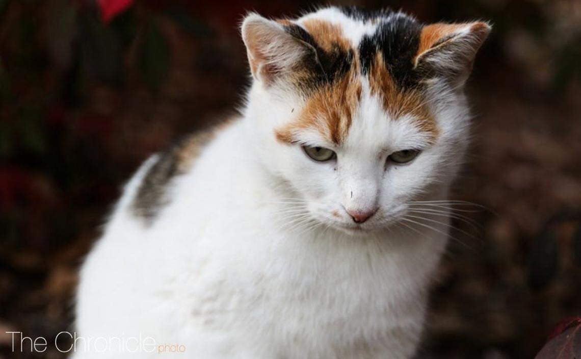 Peaches was a campus icon at Duke University.