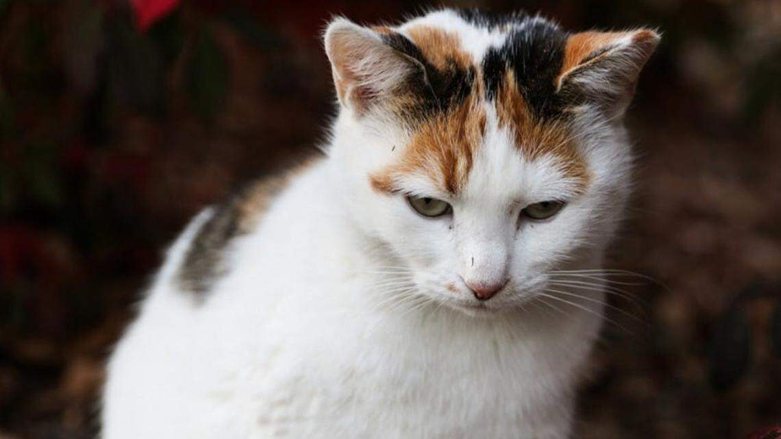 Peaches was a campus icon at Duke University.