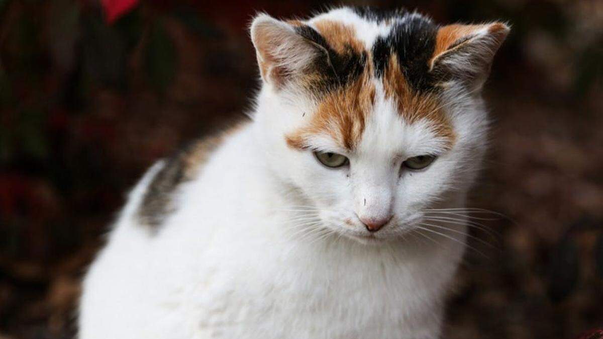 Peaches was a campus icon at Duke University.