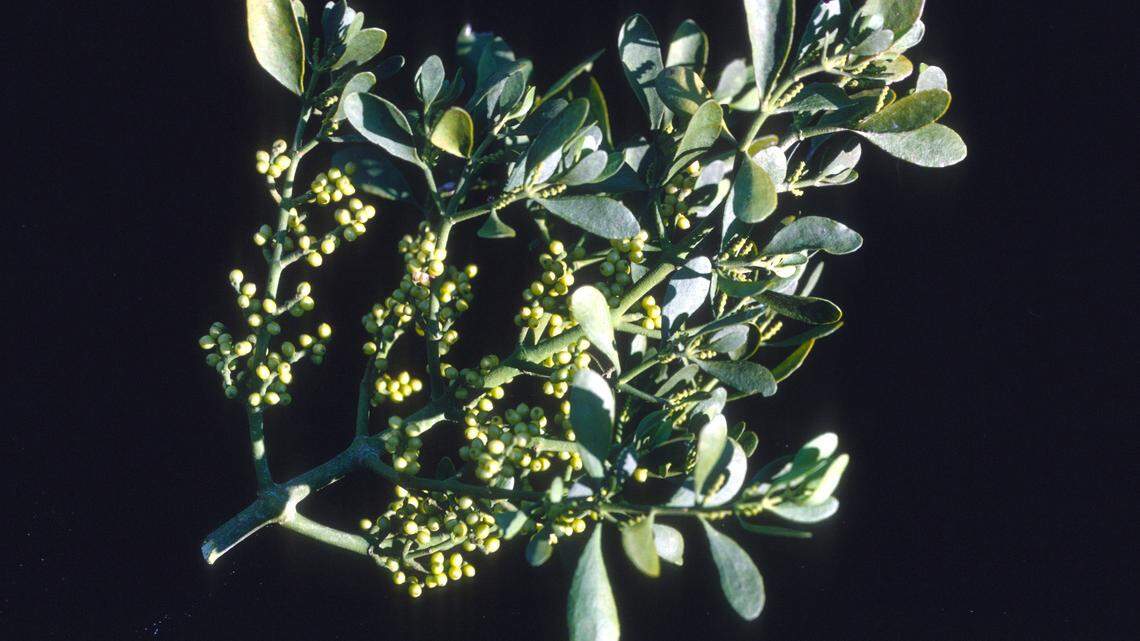 Mistletoe, amaryllis, poinsettia: What to know about the plants of Christmas