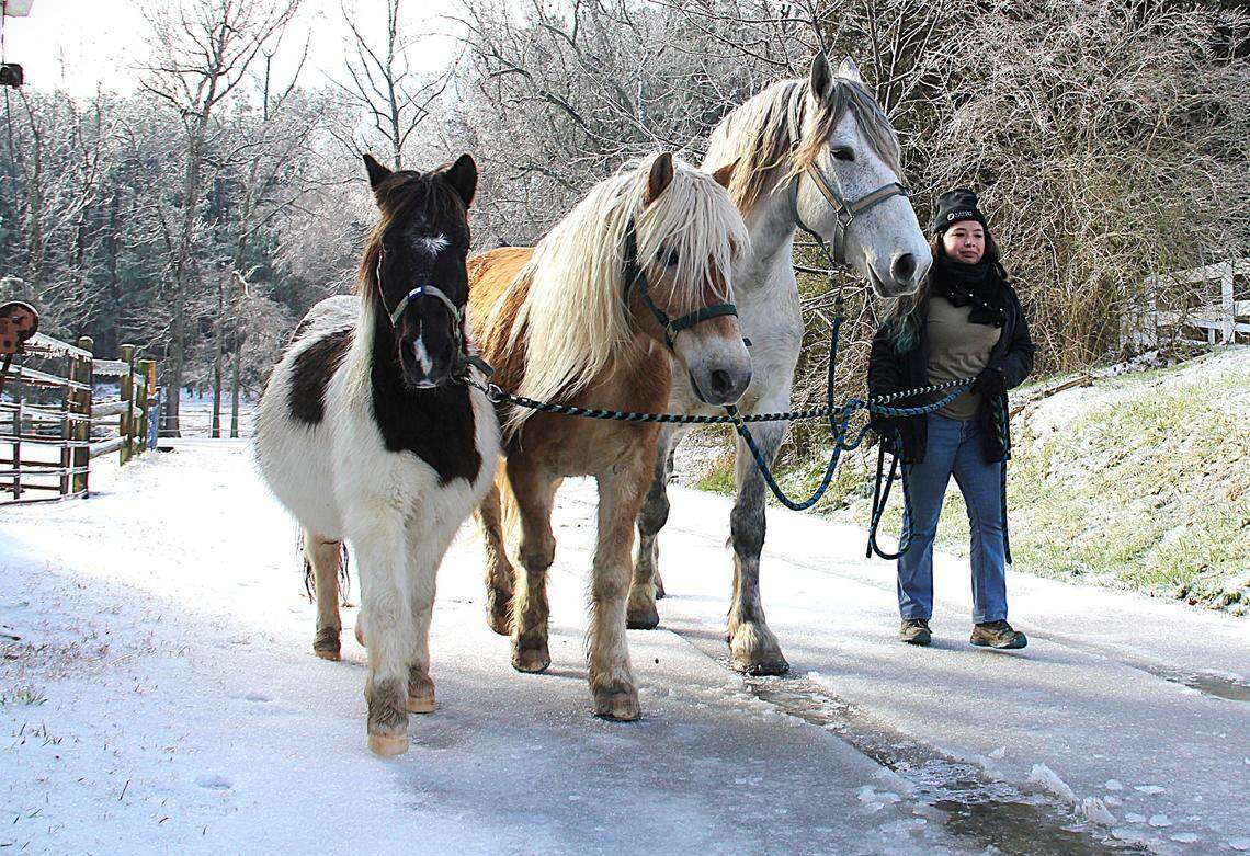 Mace Kreed leads (from left) ponies Dan, 23, and Tonka, 22, and Gala, an 8-year-old Percheron draft horse, to the barn for morning grain at Sunrise Community Farm in Orange County on Saturday, Jan. 11, 2025. Winter weather doesn’t necessarily make her job harder. “It depends on the horses’ moods,” she said. “I just can’t feel what I’m doing as much.”