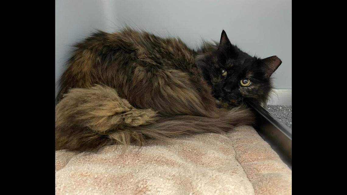 A cat missing since 2016 was reunited with family, a Virginia animal shelter said.