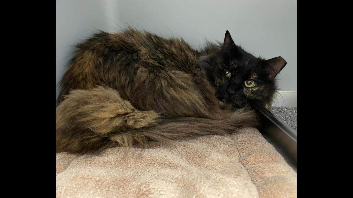 A cat missing since 2016 was reunited with family, a Virginia animal shelter said.