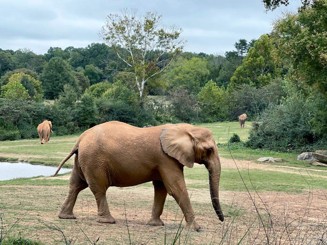 African elephants roam at the N.C Zoo just outside of Asheboro, which ConsumerAffairs says is one of the 20 best places to move to in the state.