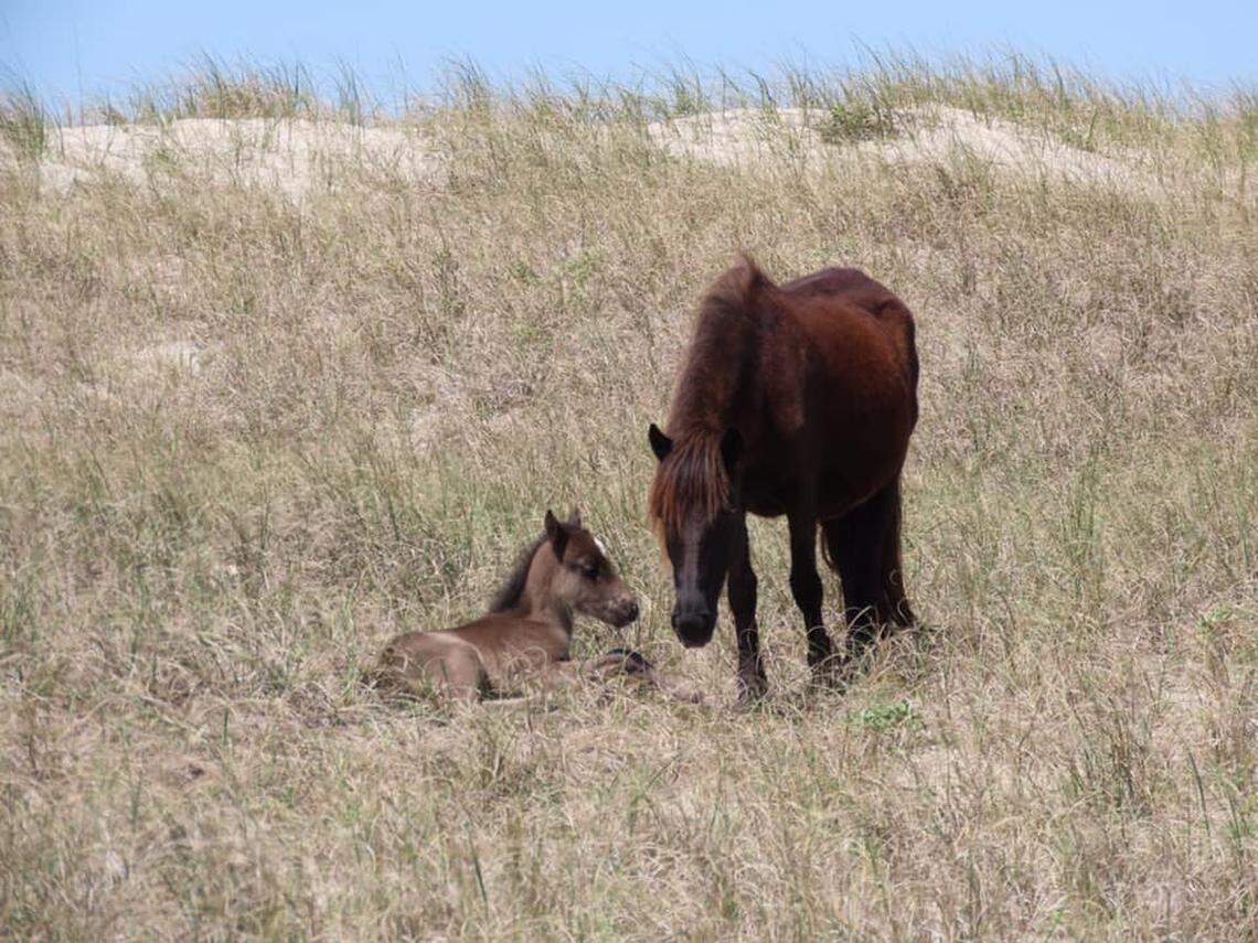 The first wild foal of 2020 was born to a herd on North Carolina’s Shackleford Banks, part of the National Parks system.