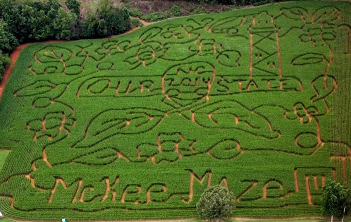 Corn mazes can keep kids and adults busy for hours and can be found at multiple Triangle area farms, including McKee’s farm in Rougemont (pictured) and Naylor Family Farm in Fuquay-Varina.