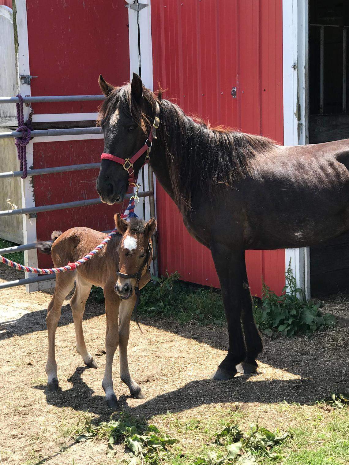 One of the “Renegade 6” North Carolina group of mustangs along with a colt she “adopted,” herd manager Meg Puckett said.