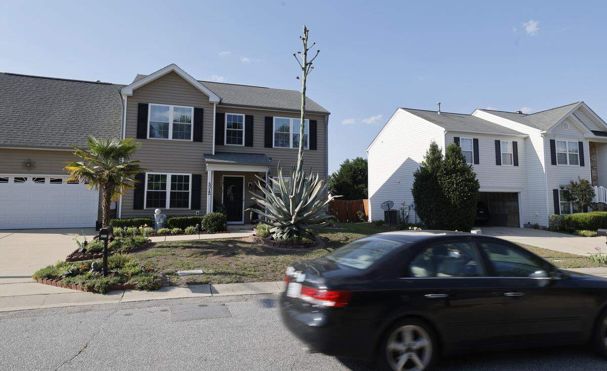 An agave plant in front of a home in northeast Raleigh shot up 25 feet in a single month as it goes through its Òdeath bloom.Ó Photographed Wednesday, May 20, 2026. Agave plants bloom only once in a multi-decade lifetime. They die after blooming.