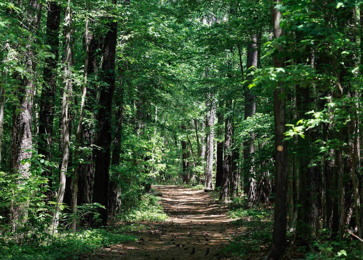 Afternoon sunlight illuminates a trail at Lake Crabtree County Park on Thursday, May 1, 2025, in Morrisville, N.C. The park’s multiuse trails will permanently close at the end of the day on Sunday, June 1.