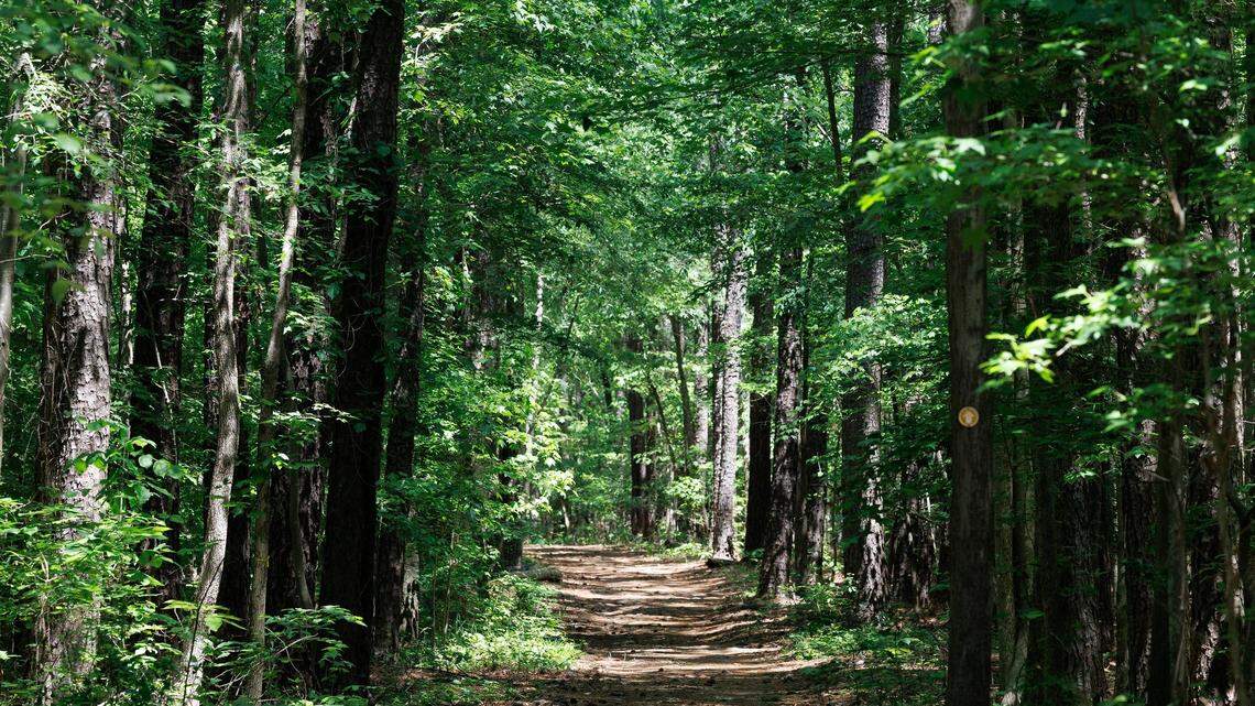 Afternoon sunlight illuminates a trail at Lake Crabtree County Park on Thursday, May 1, 2025, in Morrisville, N.C. The park’s multiuse trails will permanently close at the end of the day on Sunday, June 1. 