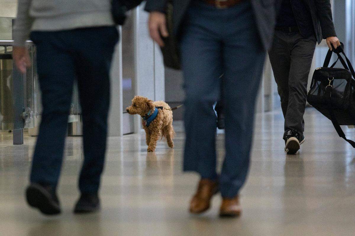 A traveler arrives with his dog at Raleigh-Durham International Airport on Nov. 22, 2021.