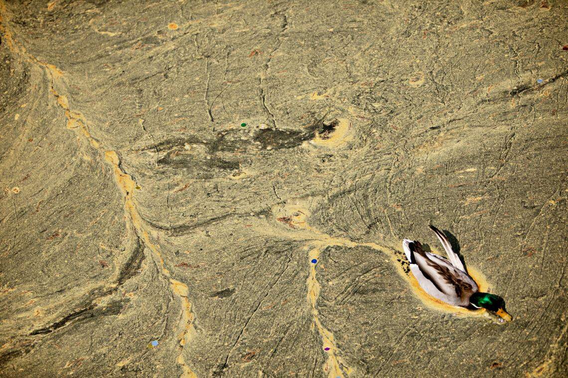A duck swims through pollen-covered waters at Pullen Park in Raleigh in 2021. A new study ranked Raleigh the No. 7 worst city in the country to live for people seasonal allergies.