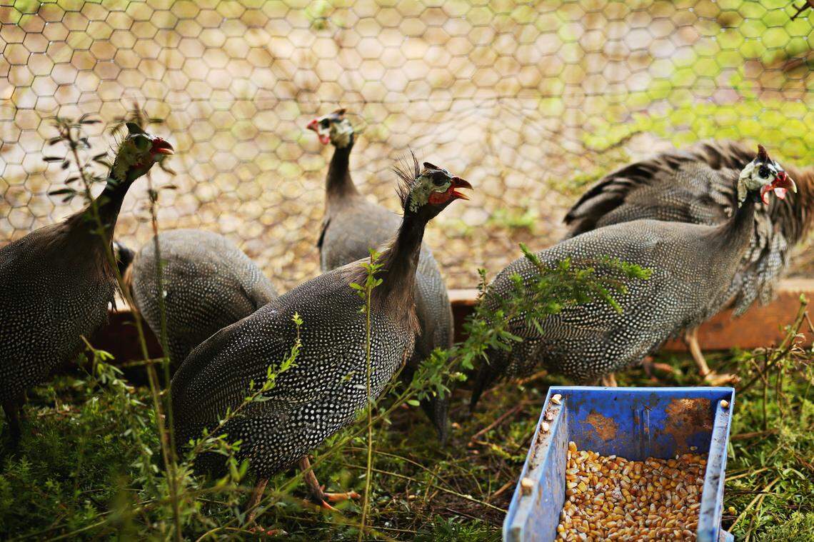 Kamal Bell researched crops that could connect the students to their African roots, including guinea fowl. The name of the farm, Sankofa, is used in West African languages to refer to going back and getting what might have been lost.