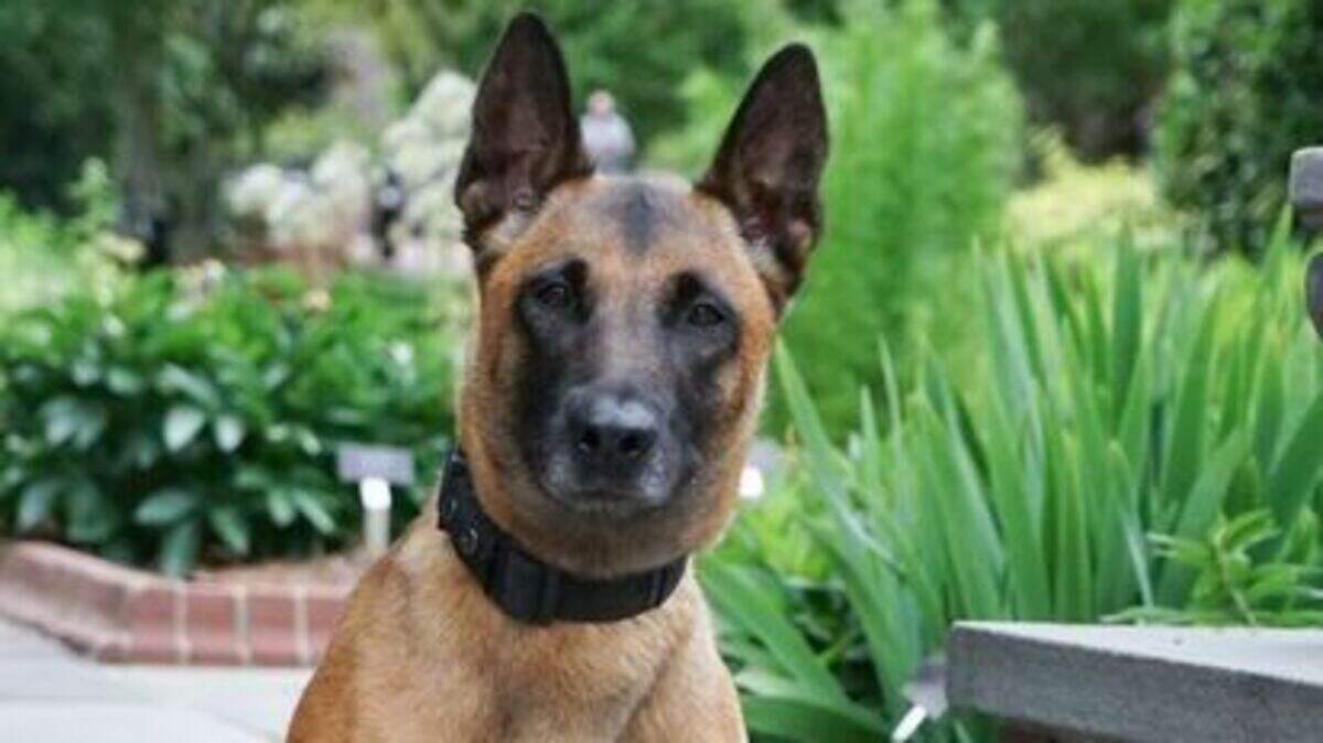 Cary police canine officer Dakota was injured Friday while pursuing a robbery suspect.