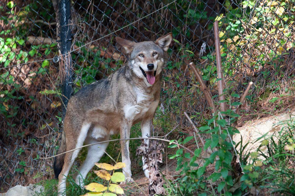 Only about 300 Red wolves remain in the world, with fewer than 20 in the wild. Since 1992, the Museum of Life and Science in Durham has housed 52 red wolves, with more than 25 pups born on the campus.