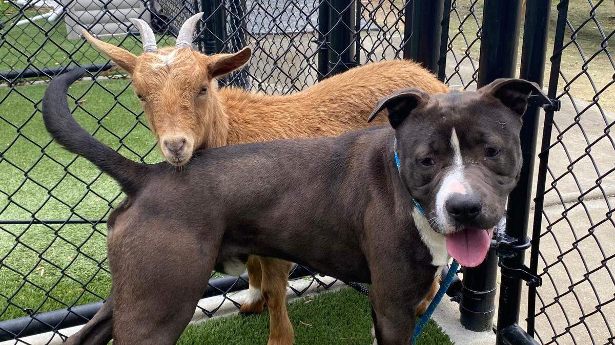 Felix the dog and Cinnamon the goat are an unlikely pair, looking forward to a future of friendship together.