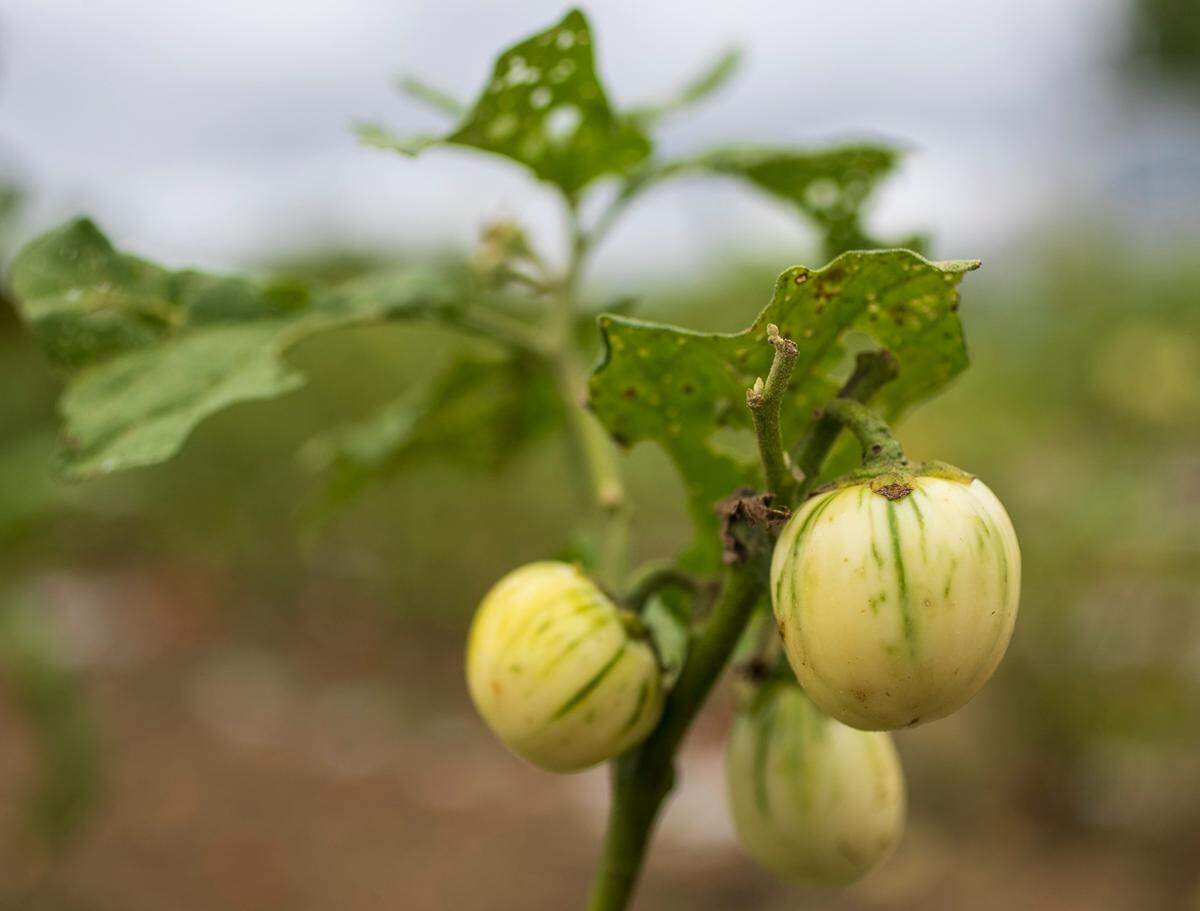 Immature African eggplant at Allied Organic Farms on Thursday, September 8, 2022 in Hurdle Mills, N.C.