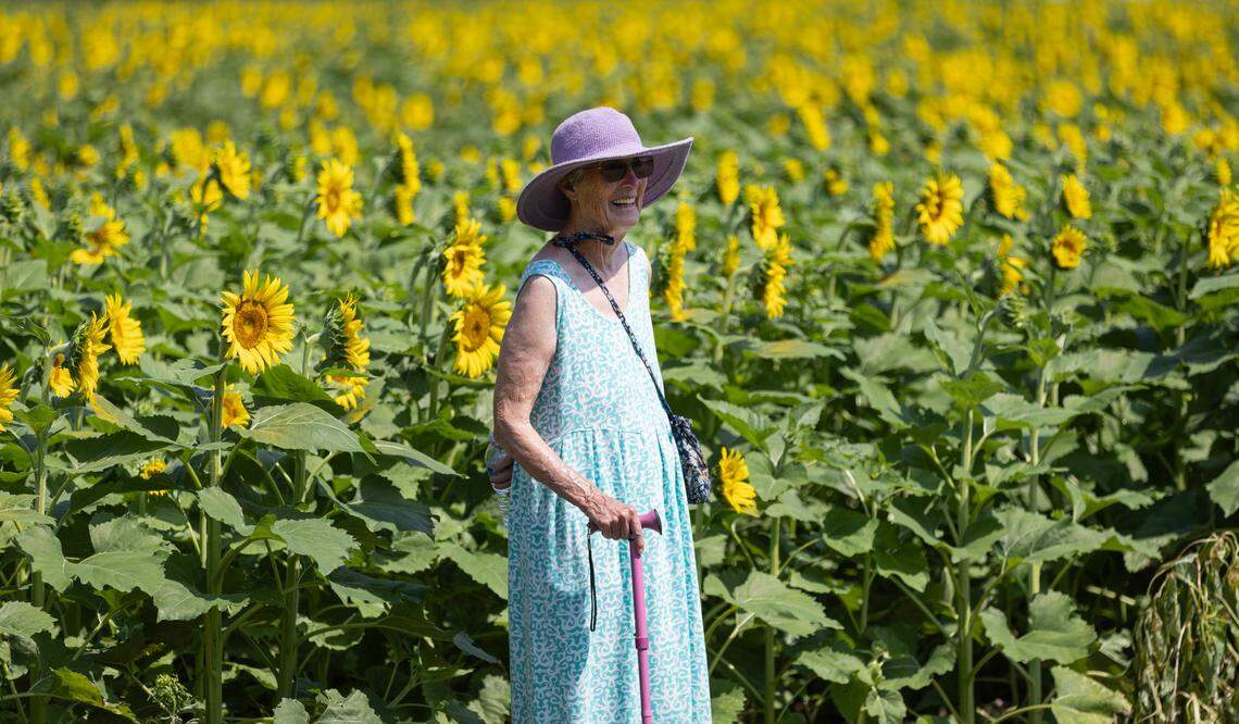 Francis Stone walks among the sunflowers at Dix Park in Raleigh, N.C. on Monday, July 14, 2025.