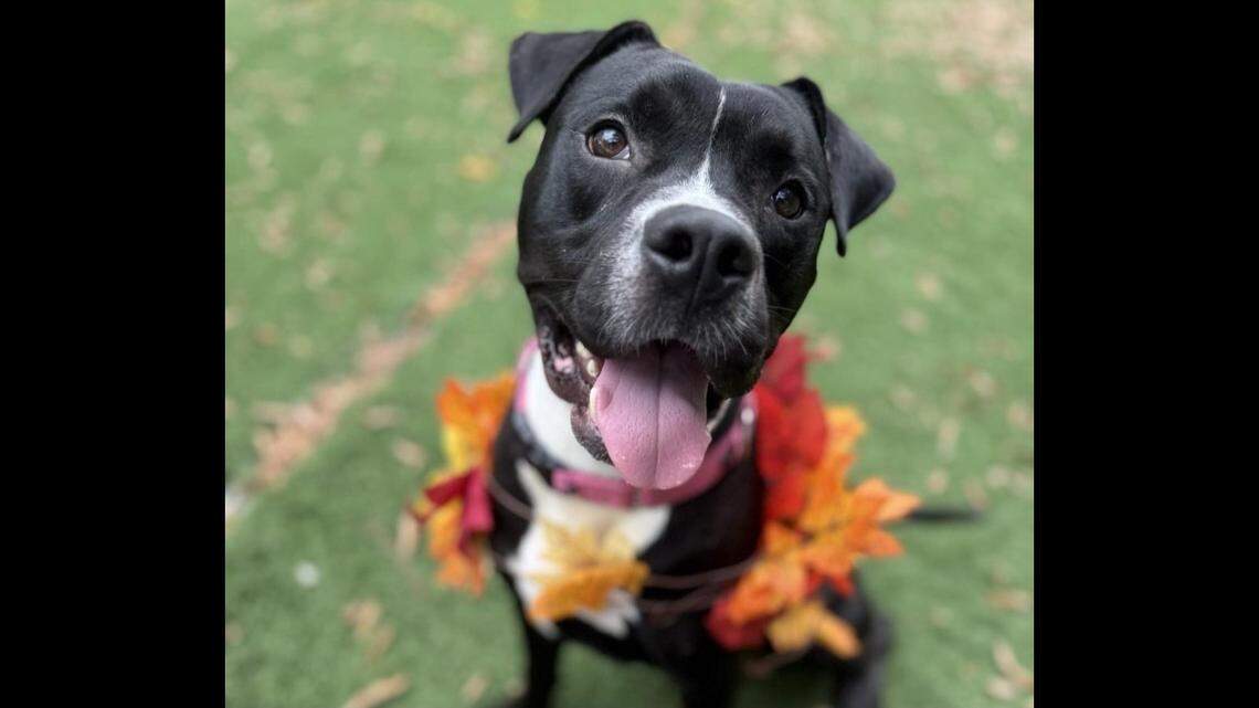 Could one of these 12 be the cutest dog in Wichita? Vote for your favorite now