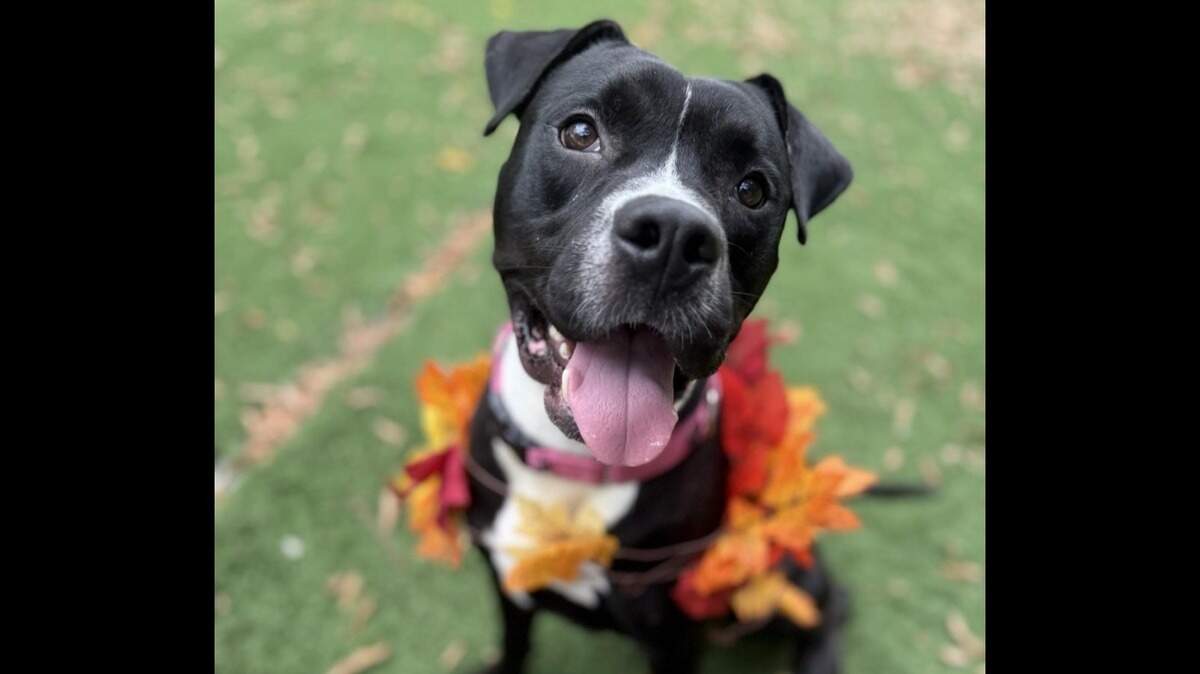 The first round of voting is open through Wednesday, Oct. 22 in our contest to find Wichita’s cutest pooch.