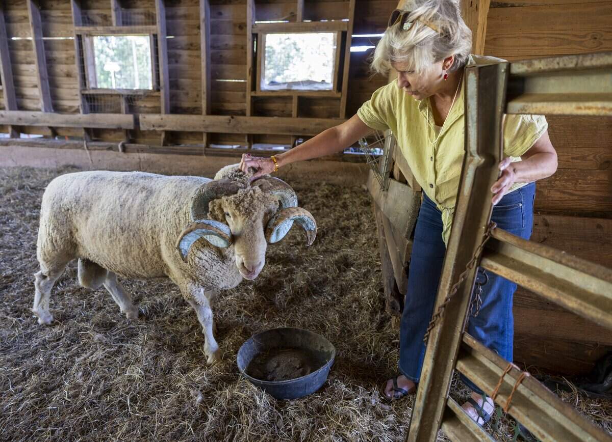 Rameses, the North Carolina mascot, gets his head rubbed by caregiver Ann Leonard on Friday, August, 29, 2025 in Carrboro, N.C. The current living mascot, Rameses XXII, is a Horned Dorset ram, continuing a 100-year-old tradition at the University of North Carolina in Chapel Hill. Rameses was not given a spot on the sidelines for the Tar Heels opener - which they lost.