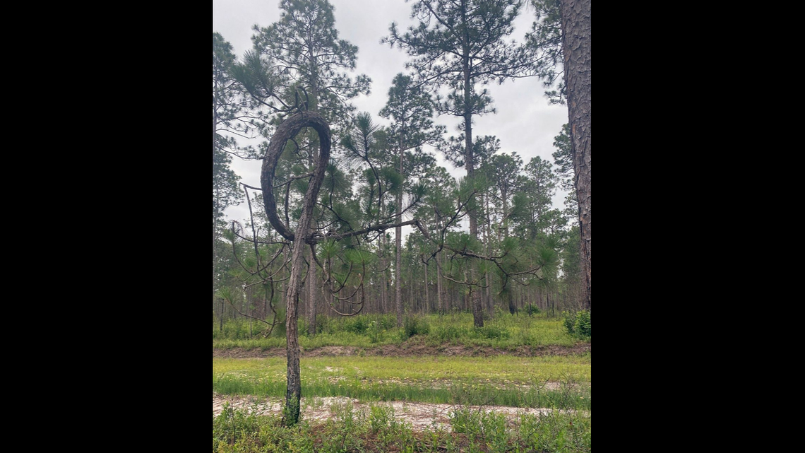A longleaf pine growing in a knot has been found in Bladen Lakes State Forest, about 45 miles southeast of Fort Bragg. It’s about 25 feet tall.
