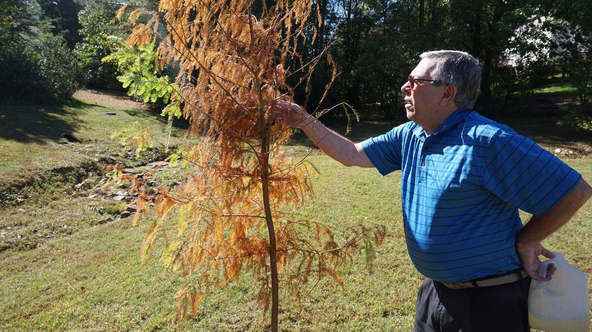 George McDowell checking on one of the bald cypresses planted at the Cary Tree Archive in September, photographed on Oct. 11.