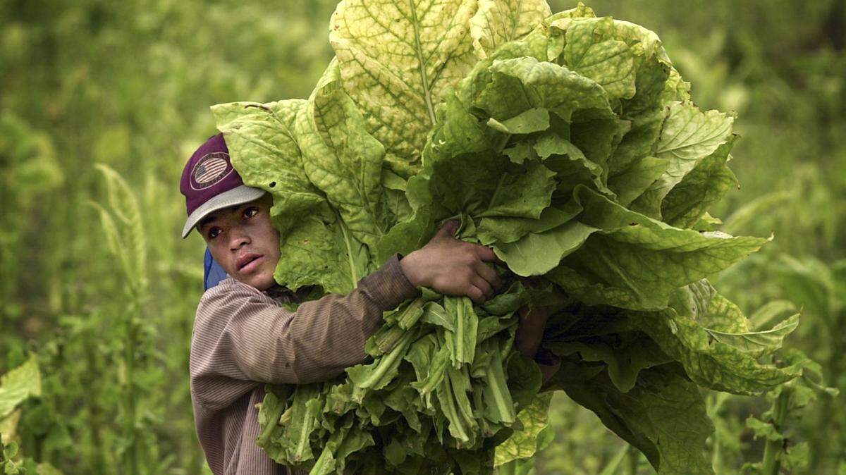 Built on tobacco profits, the Kate B. Reynolds Charitable Trust announced it will divest from tobacco due to the harm it causes the people the trust aims to help. In this file photo Eduardo Castro Luna struggles with an armload of tobacco leaves in a field north of Pittsboro, NC in 2000.