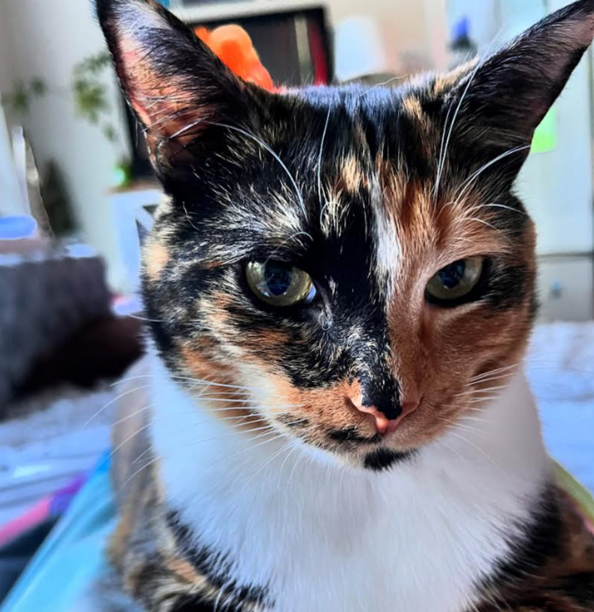 Miep, one of the finalists in the News & Observer’s cutest cat contest.