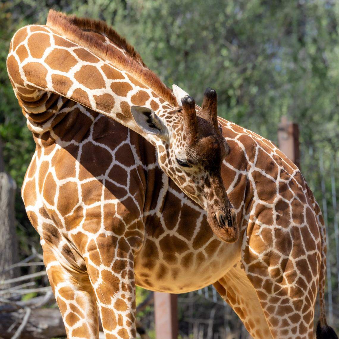 Leia, a giraffe at the North Carolina Zoo, is expecting a calf soon. She may be indisposed in future visits.