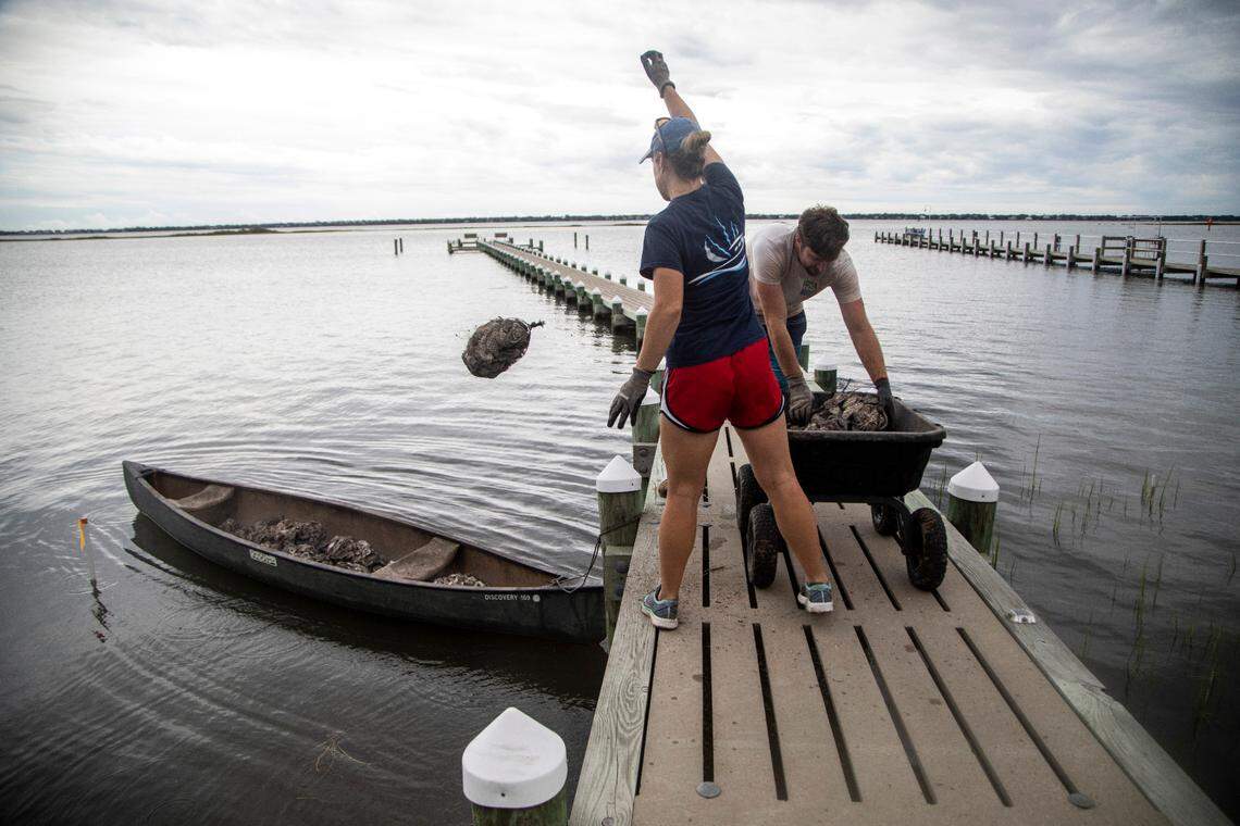 Morgan Rudd of Living Shorelines, left, and Grainger Coughtrey of Restoration Systems toss mesh bags filled with oyster shells into a canoe Thursday, Sept. 9, 2021. The bags were placed along a shoreline in Bogue, NC in an effort to restore salt marsh Salt marshes in North Carolina are being pushed back by rising sea waters, but aren’t always able to retreat due to coastal development, leaving them to shrink.