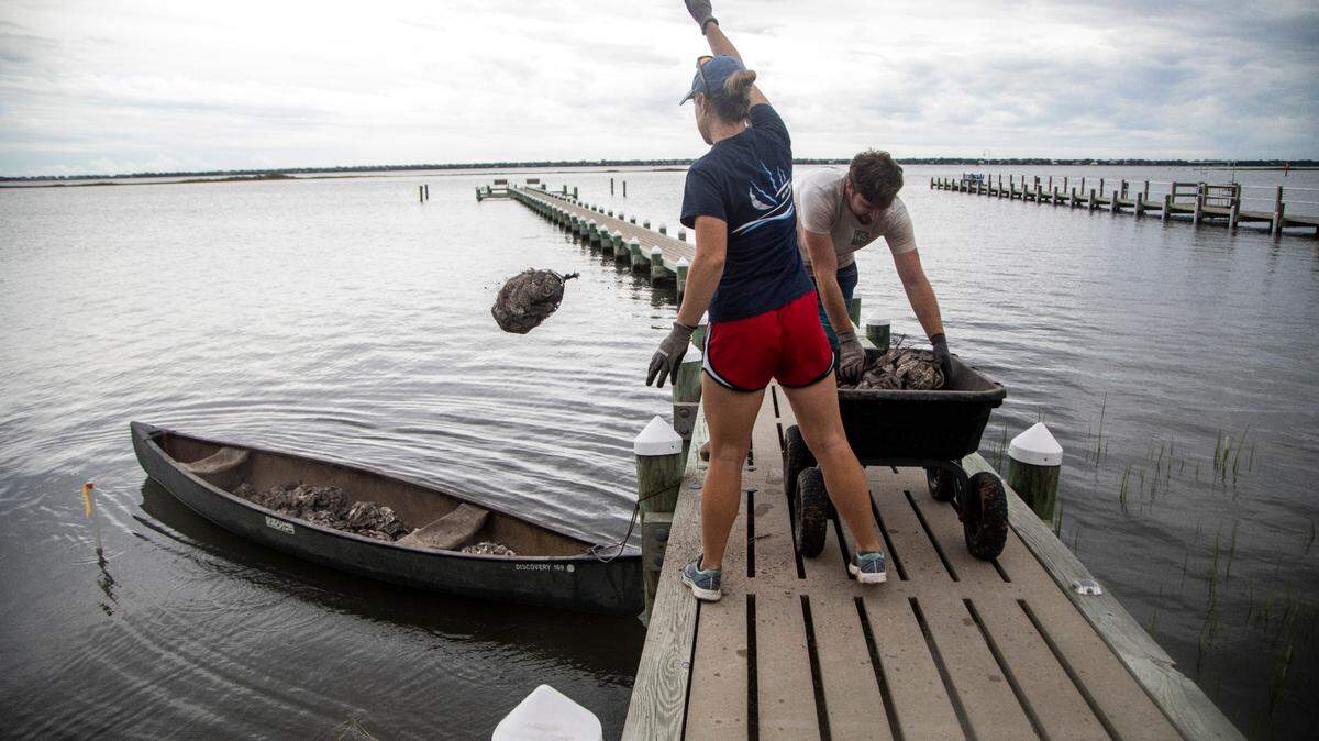 Living shorelines are one of the projects that will be supported by North Carolina’s new Climate Action Corps. Here, a living shoreline is shown being built in Bogue, NC, to restore a salt marsh.