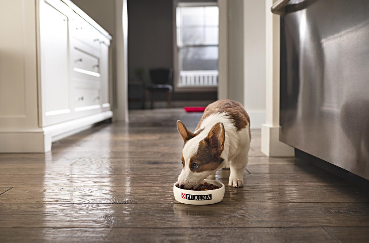 Purina, a maker of pet food, is teaming up with KC2026 to promote dog-friendly events at the FIFA Fan Fest in Kansas City.