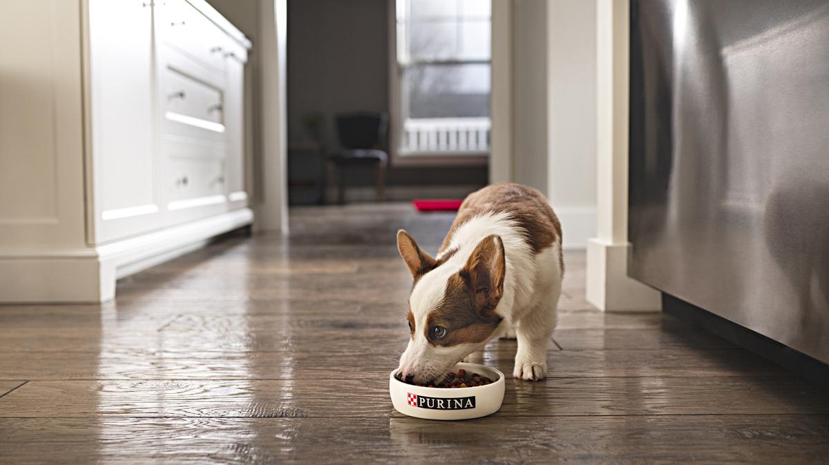 Purina, a maker of pet food, is opening a facility in Eden, N.C.