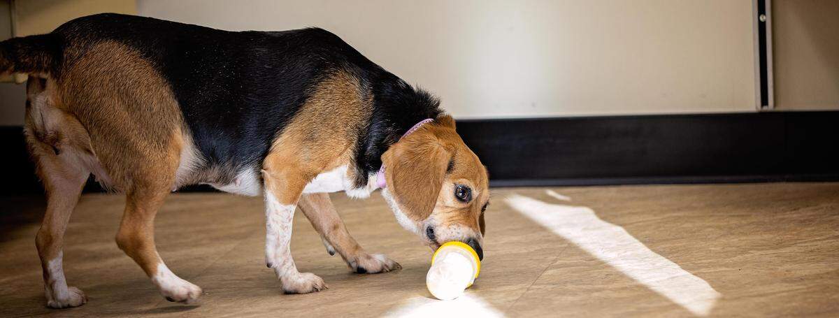 Harley sniffs at a test sample during a demonstration of her skills at finding C. diff.
