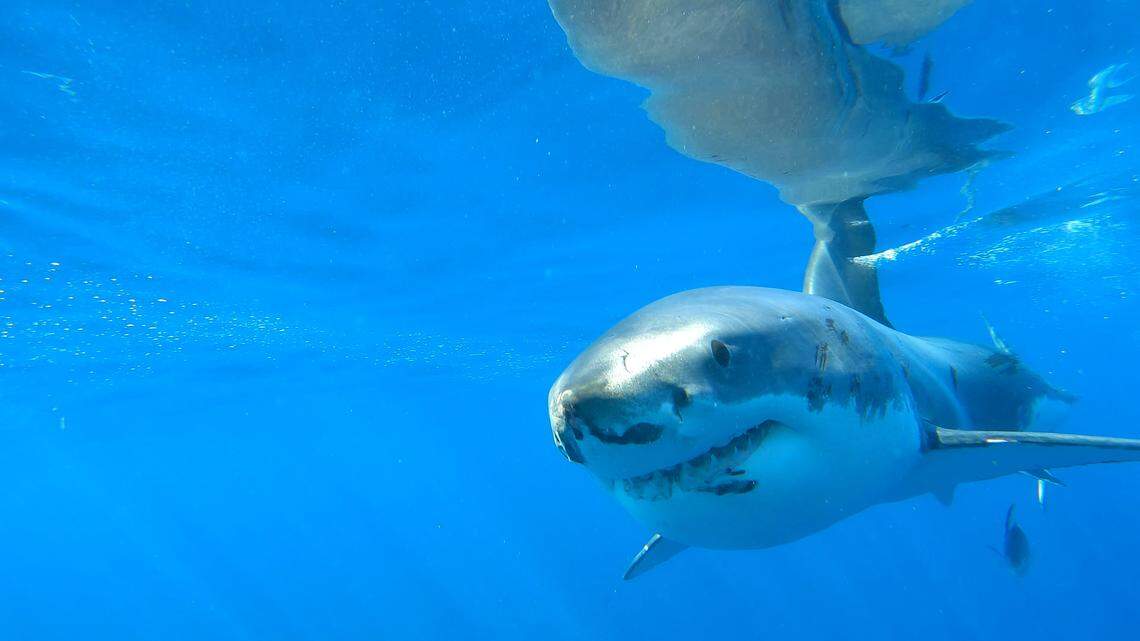 A great white shark swims near the surface of the water.