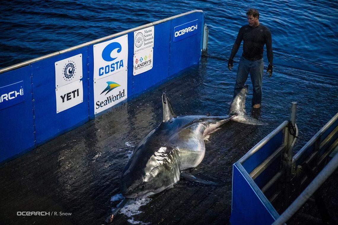 Jefferson the great white shark, tagged off of Nova Scotia by OCEARCH.