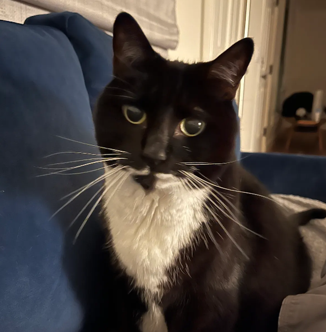 Sprout, one of the finalists in the News & Observer’s cutest cat contest.