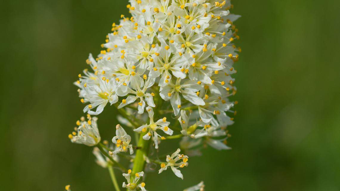 Black Snakeroot is found in open boggy areas on the coast and in the eastern part of the state, and on slopes and mountains.