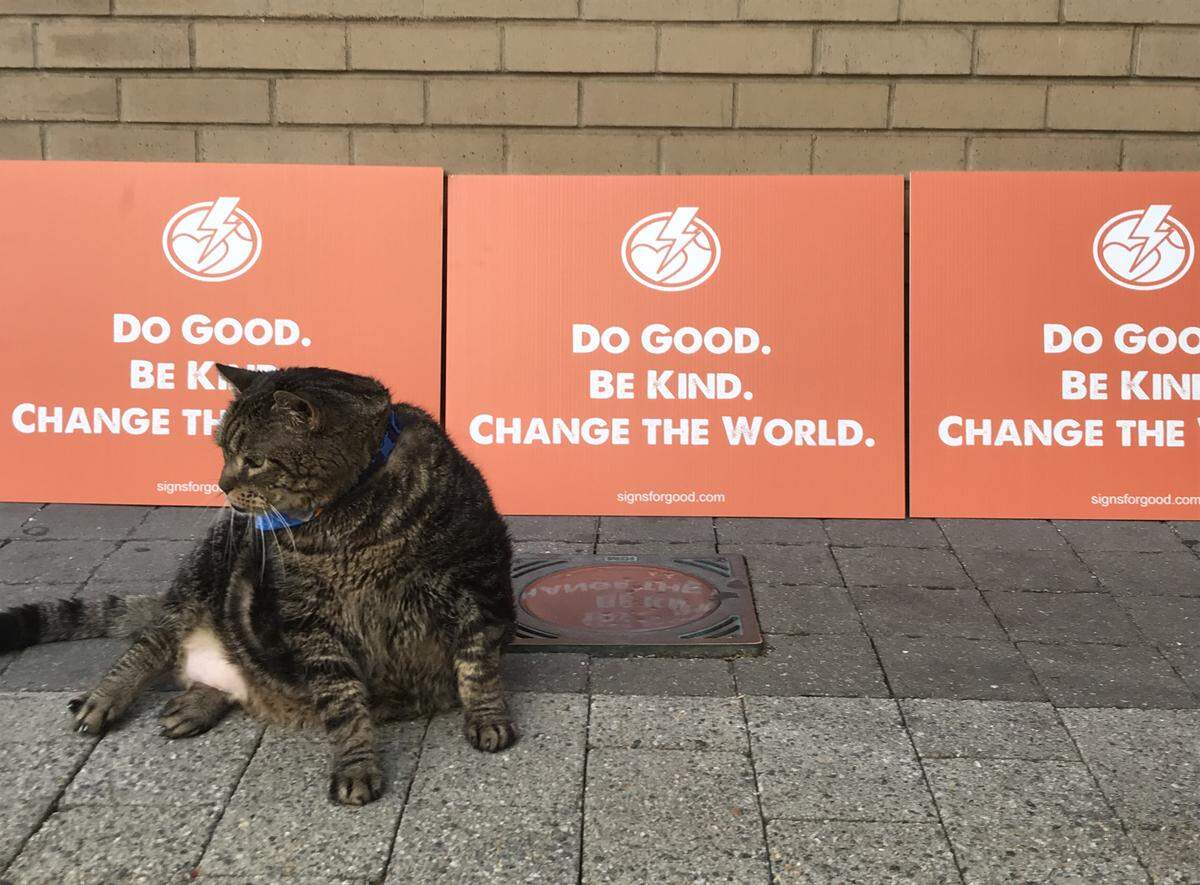 Tucker, a 21-year-old Maine coon and tabby mix, has become a local celebrity due to his daily weight-management walks. He poses June 8, 2018, with signs from Activate Good's Signs for Good campaign.