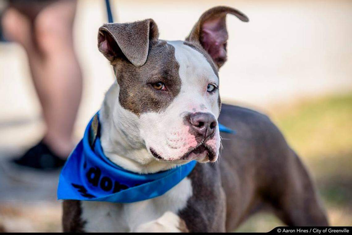 Harvard the rescue dog.