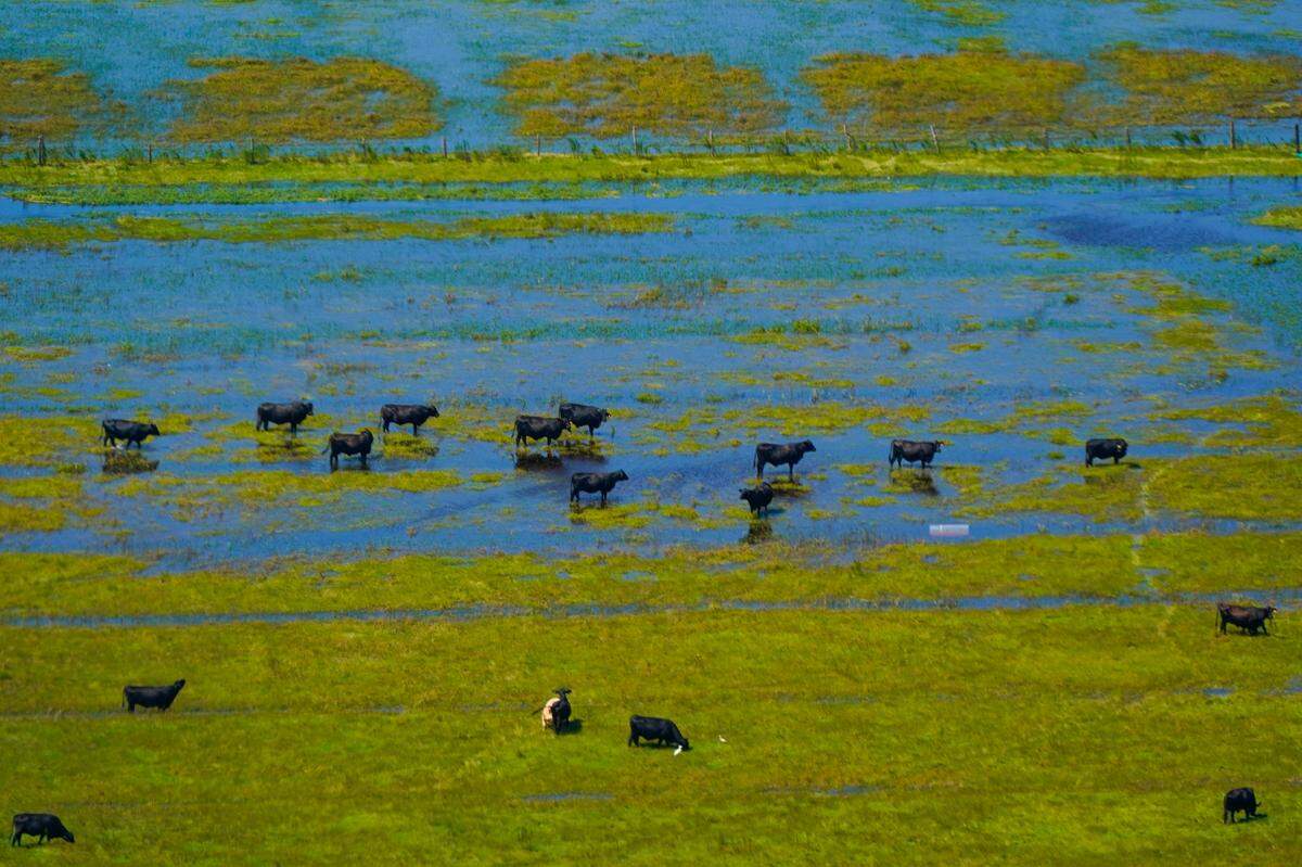 Livestock move in a flooded field in the aftermath of Hurricane Ian, Thursday, Sept. 29, 2022, on Sanibel Island, Fla.
