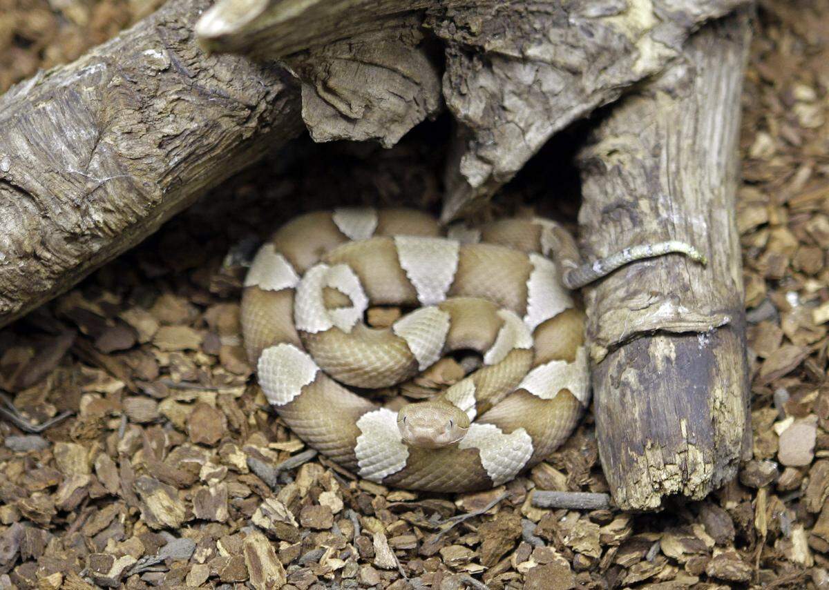 A copperhead snake looks up at the Nature Museum in Charlotte, N.C., Tuesday, Aug. 17, 2010.