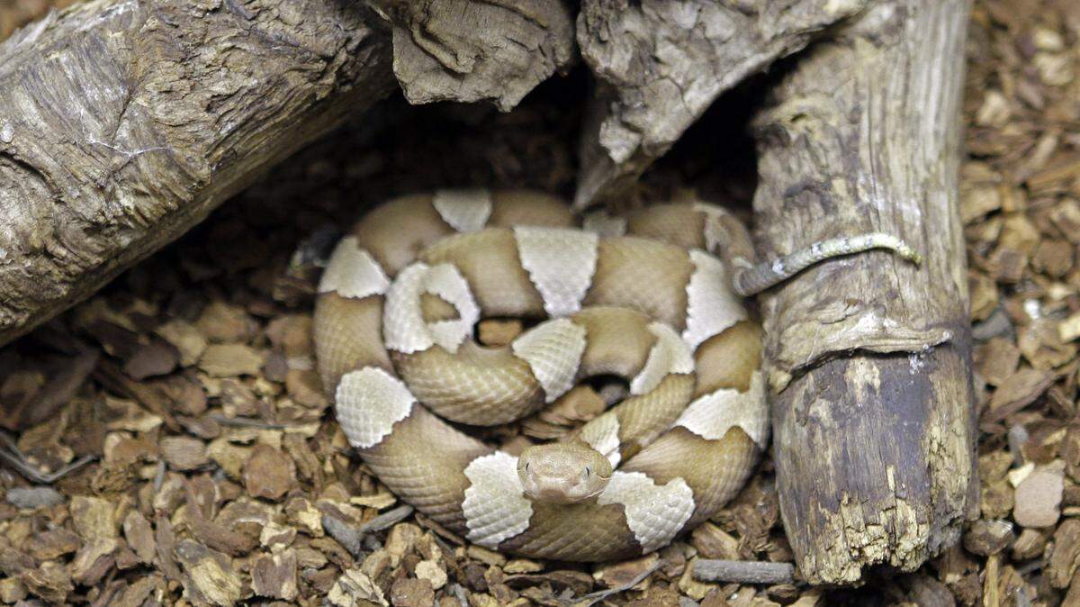 It’s copperhead season in NC. Here’s what to know about the common venomous snake.